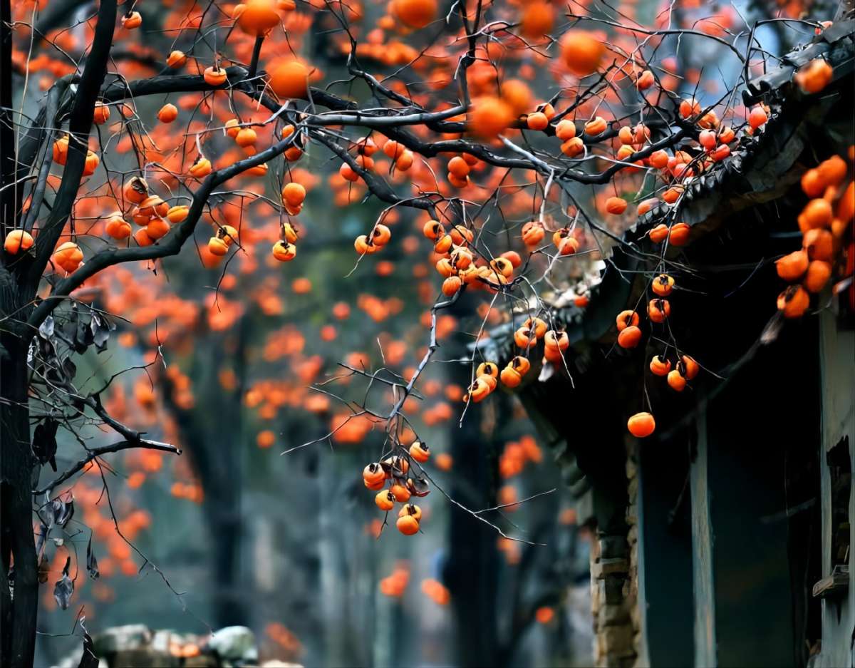 柿子樹(shù)_副本(1).jpg
